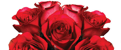 Why Roses Are The Best Anniversary Gift Idea