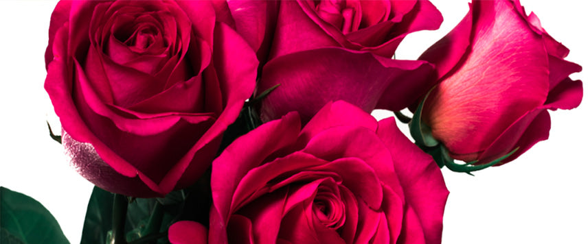The World's Finest Pink Roses From $59 Delivered | Roses Only US™