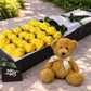 Yellow Roses & Teddy