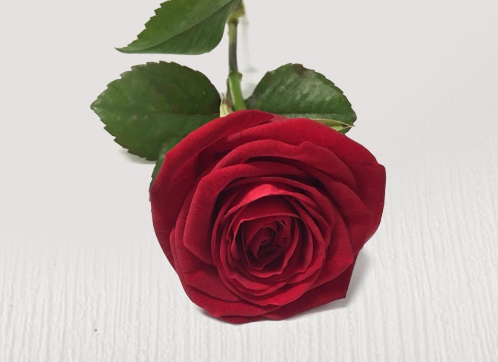 Red Rose Bundles – Roses Only